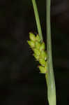 Blue sedge